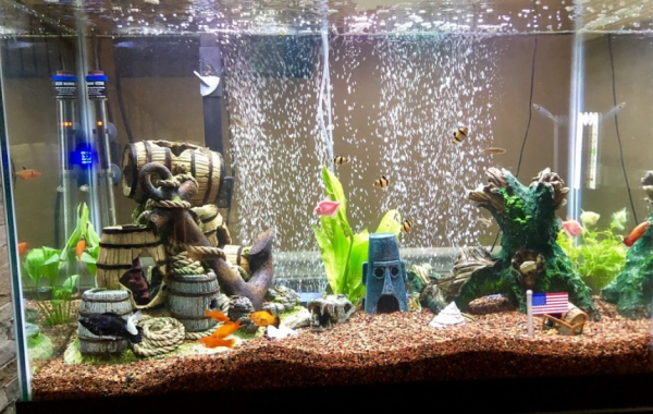 Aquarium modern dan canggih dengan fitur feeding otomatis